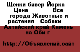 Щенки бивер Йорка  › Цена ­ 30 000 - Все города Животные и растения » Собаки   . Алтайский край,Камень-на-Оби г.